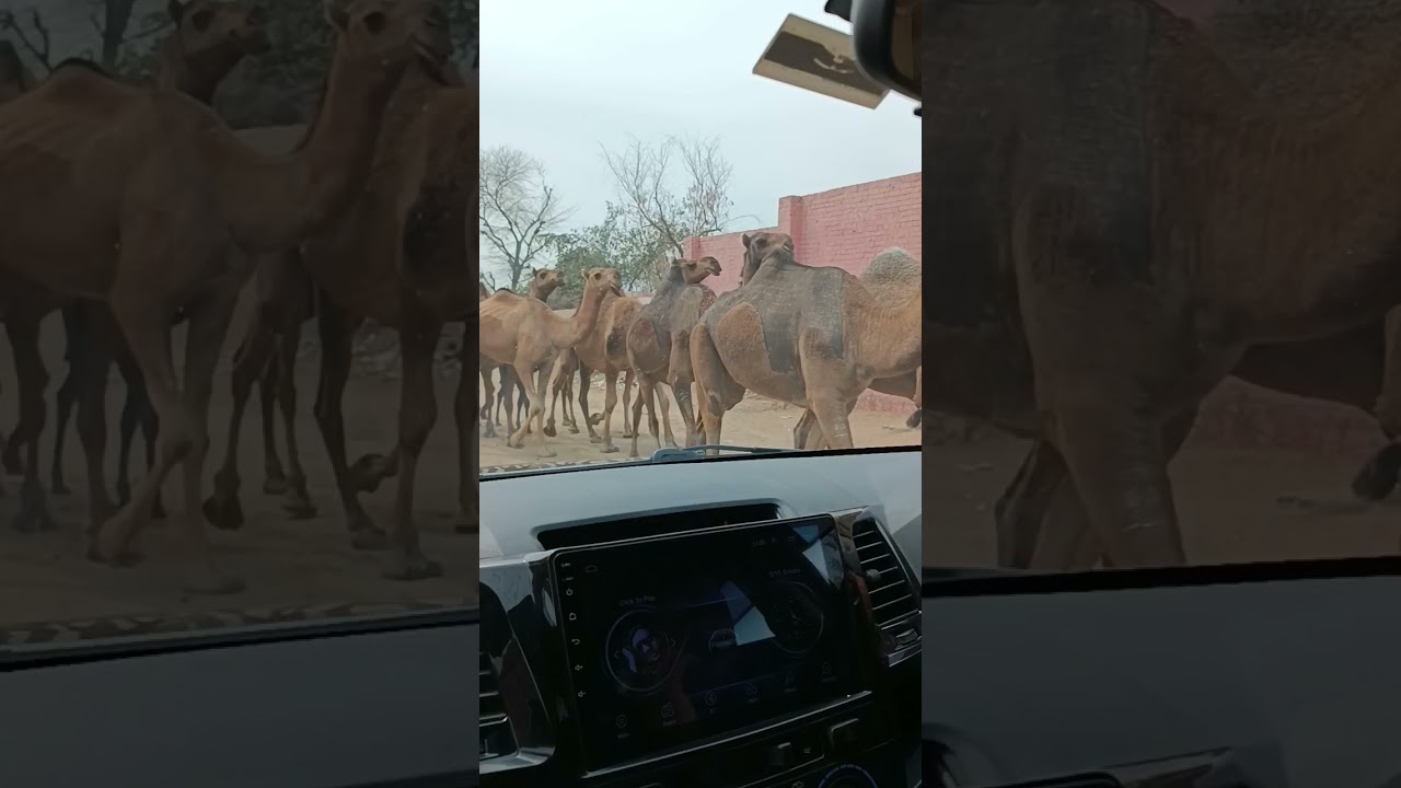 camel caravan