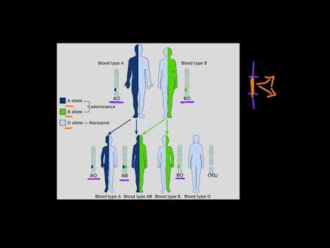 Wideo: DNA Autosomalne: Definicja, Dominujący, Recesywny, Test, Przykłady