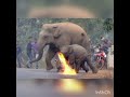 فيل ينتقم من سيده وينهي حياتها ،🐘وفي جنازتها كانت الصدمه الكبيره