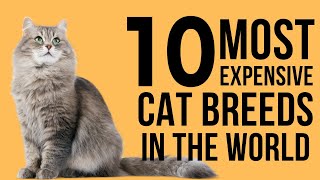 Top 10 Most Expensive Cat Breeds In The World | Rare Exotic Cat Species
