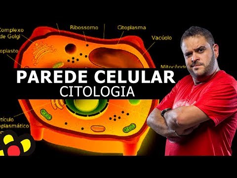 PAREDE CELULAR - CITOLOGIA (AULA TEÓRICA)