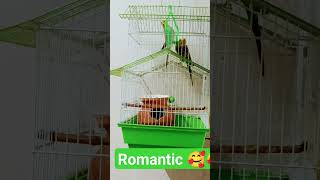romantic birds || how to feel birds budgies love viral trending pigeon vlogs best pets