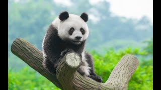 Relaxing Music with Panda Images screenshot 1