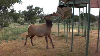 elk at wildlife west nature park