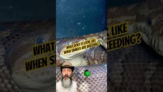 Famous What does it look like? #molinarosnakelab #bredlipython #ballpython #snakebreeding #pythons #shorts Net Worth