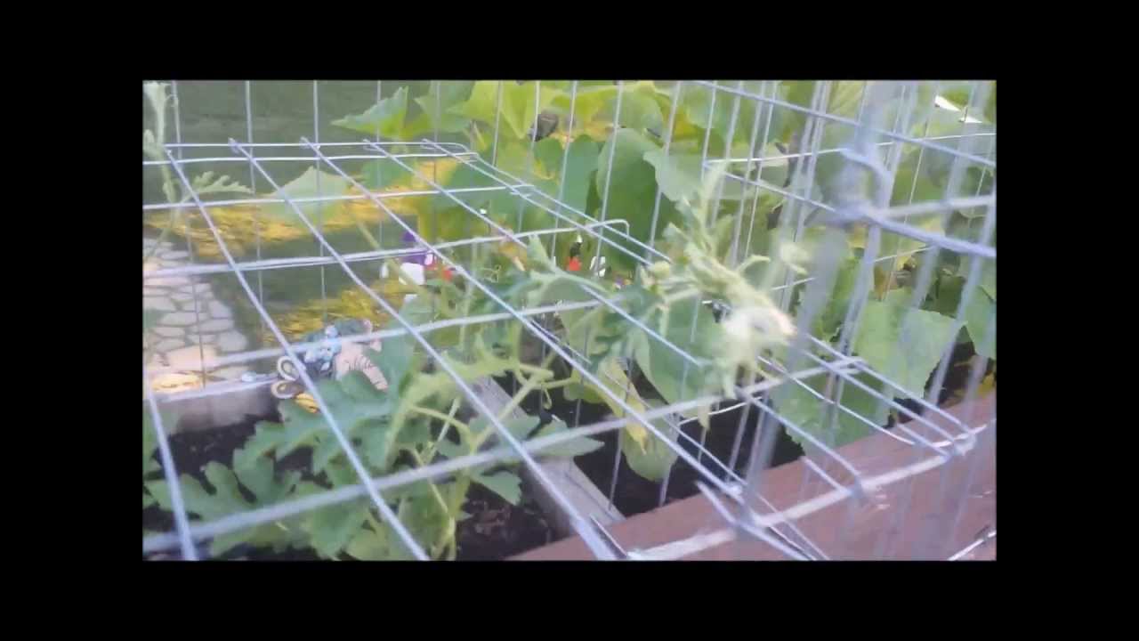 Growing Watermelon in a cage. YouTube