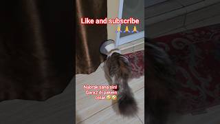 si myko nabrak sana sini gara2 pake colar🤣🤣