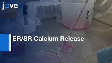 Monitoring ER/SR Calcium Release With Targeted Ca2+ Sensor CatchER+ l Protocol Preview