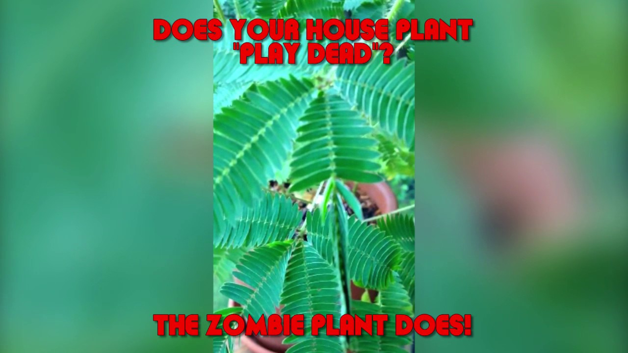 Zombie Plant - Touch It and It Plays Dead!