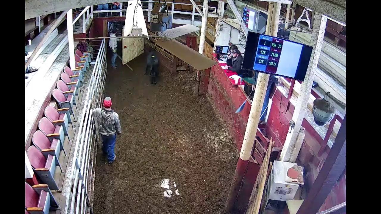South Branch Valley Livestock Exchange Live Stream YouTube