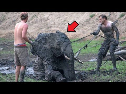 Video: Hvad er slony replikation?