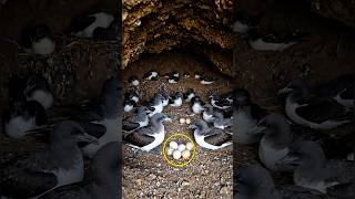 Underground Nest? This Bird’s Secret Will Shock You 😳 #Shorts