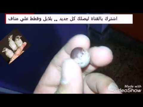 انثى بلبل تبيض ولاكن كيف