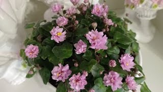 видео: Фиалки у Алисы. Трейлерные сорта фиалок. картинка: Фиалки у Алисы. Трейлерные сорта фиалок.