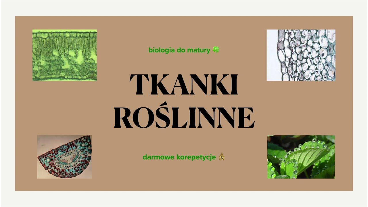Tkanki Roślinne Test Klasa 5 #12 Tkanki roślinne - podział i charakterystyka 🎋 matura z biologii 🌱