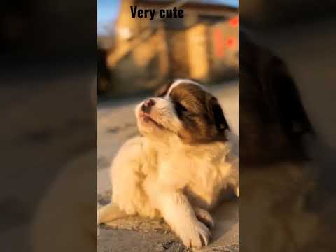 Cute Little Bapy Dog Beautiful Video Short Papy 