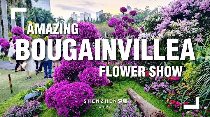 The Stunning Shenzhen Bougainvillea Flower Show is Back! - DayDayNews