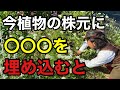 【ダンゴムシ対策】8月までうじゃうじゃに増え植物を食べるのでご注意下さい　　　　　　　　【園芸】【ガーデニング】【初心者】
