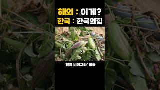 해외에서 깨달아버린 한국의 힘의 비결이라 불리는 한국 나물 클라스