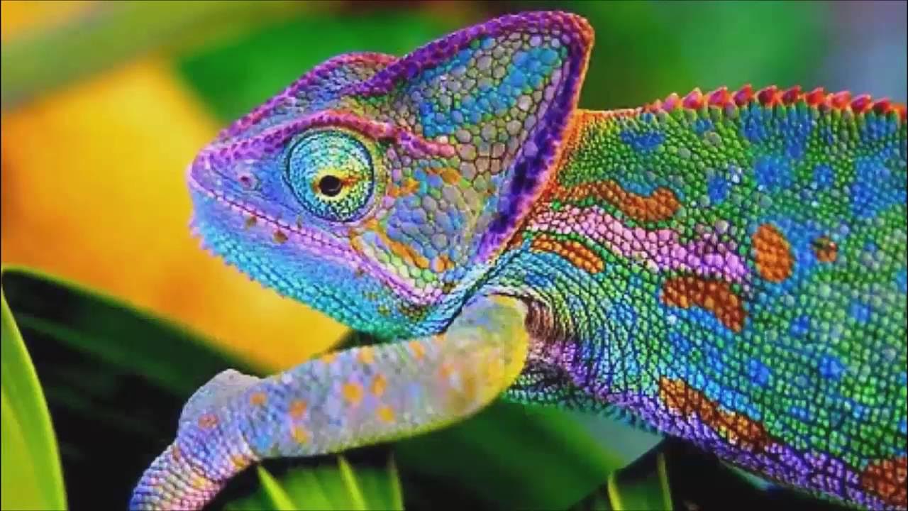 Хамелеон который меняет цвет. Хамелеон меняет окраску. Хамелеон который меняет цвет. Хамелеон меняет цвет. Цвет хамелеон.