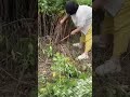 Sharp Blade Used for Plant Cutting 🌿🔪 #plantcutting