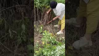 Sharp Blade Used for Plant Cutting 🌿🔪 #plantcutting