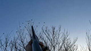ΚΥΝΗΓΙ ΦΑΣΣΑΣ chasse aux palombes Tahtali avi caza de palomas torcaces ΣΤΑΥΡΟΣ 2024 no27