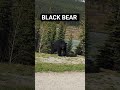 Rencontre avec mon premier ours noir du voyage! #ours #canada #oadtrip #aventure