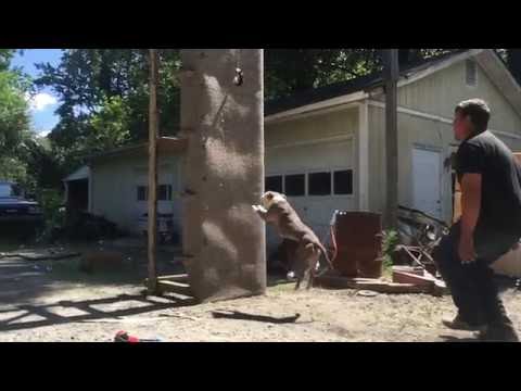 Pit Bull Training Wall Climb