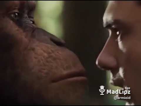 Monyet gg abis - YouTube