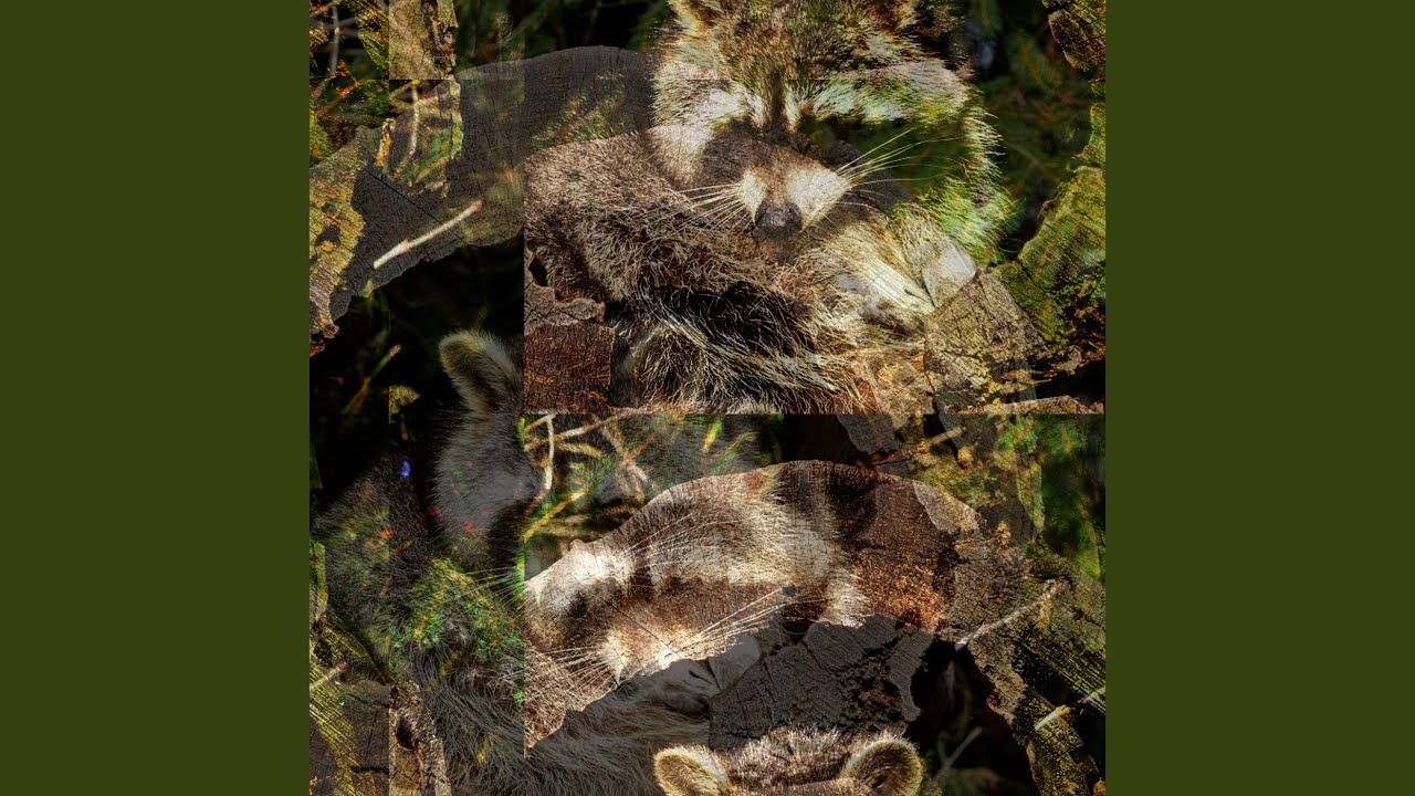 The Mysterious Squashie That Shocked the Entire Internet Overnight