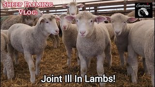 Understanding Joint Illness In Lambs