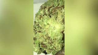 LA Kush Cake Strain Review ( Smk Brk 420 )