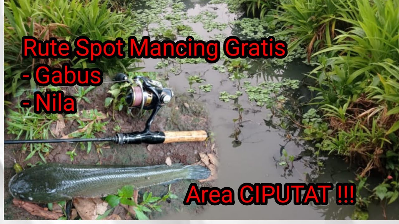 Rute Menuju Spot Mancing Gabus di kampung Sawah Ciputat