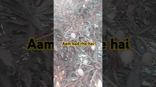 bago me bad rha Aam #mango #pakaam#love mango #song #baaghi #atari love #visit love baag moving baag