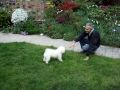 Bolognese Dog Caesar playing in the garden の動画、YouTube動画。