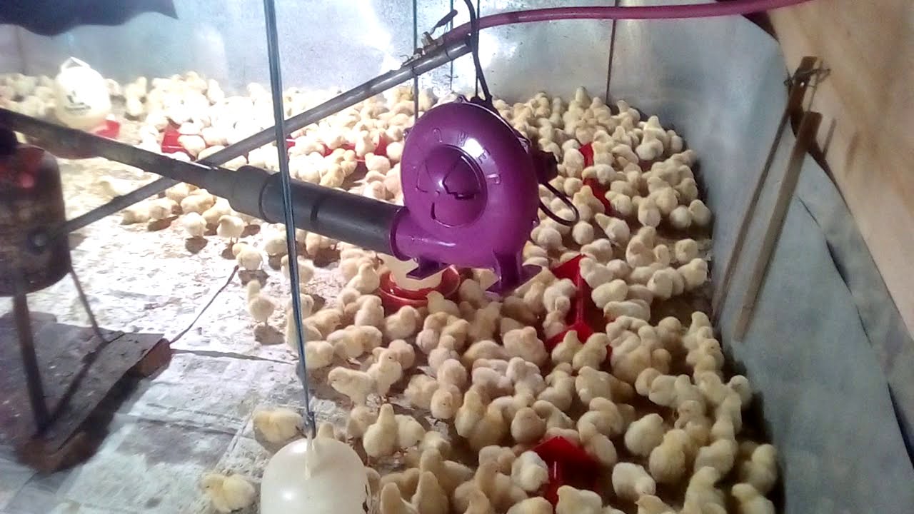 010 cara ternak ayam # S 2 menggunakan pemanas oli bekas 