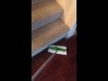 Swiffer Sweeper in Action!