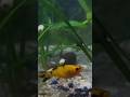 Relatives,Moulded#tankBreeding#setupplaty Molly Guppy #fishlover