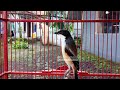 Seketika Cendet Langsung Gacor Dan Emosi Dipancing Dengan Suara Cendet Gacor Isian Prenjak Lovebird Mp3 - Mp4 Download