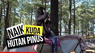 Serunya Naik Kuda di Hutan Pinus Malino Gowa