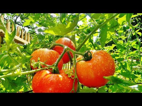 Томат F1 Бабушкин подарок - YouTube