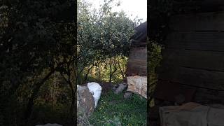 Ayvayı Yedi̇kmi̇ Ik Ik Şfet