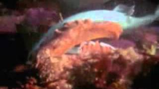Octopus kills shark