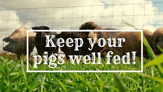 Want to Plant your Pig Field and Get Great Results?: Bakers Green Acres