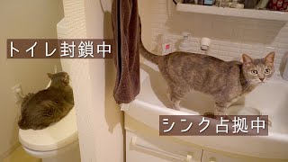 洗面所を支配する猫達 | #モアクリ Vlog063