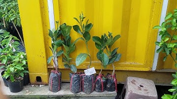 Bưởi lùn Tứ Xuyên. Giá: 150k