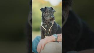 Billy The Patterdale Terrier Loyal & Loved