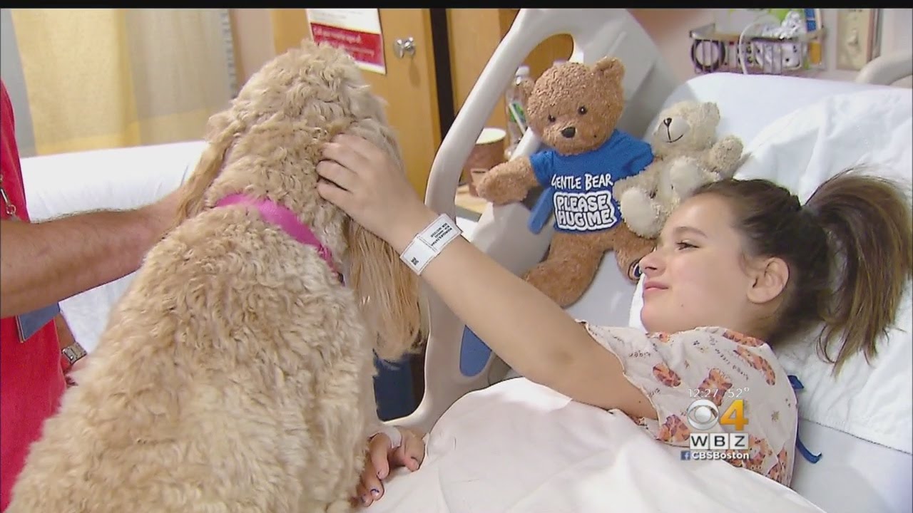More Therapy Dogs Coming To Boston Children's Hospital