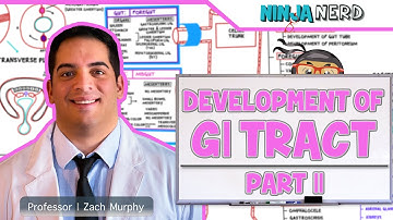Gastrointestinal | Development & Embryology of the GI Tract: Part 2